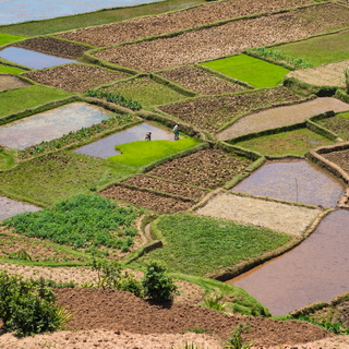 Befato - Rice paddies